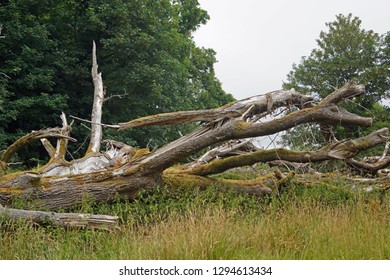 Killarney Forest Images Stock Photos Vectors Shutterstock