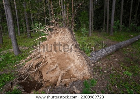 Uprooted tree showing shallow roots. Exposed roots of fallen tree after wind storm. Fallen pine tree in the forest. Tree lies on the ground after hurricane. View from the side of the damaged roots.