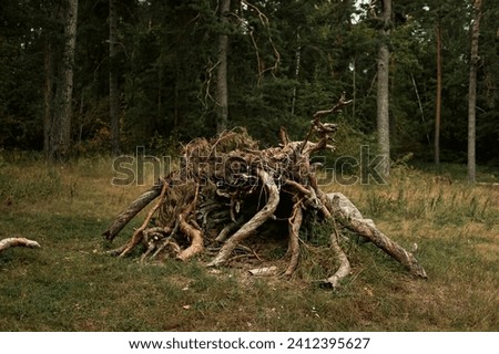Uprooted Tree in a Tranquil Forest Clearing. Dramatic Uprooted Tree Trunk in a Peaceful Forest