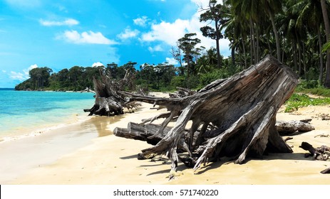 Uprooted Trees At Wandoor Beach As A Result Of 2004 Indian Ocean Tsunami, Port Blair, Andaman And Nicobar Islands, India, Asia.