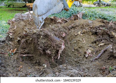 Uprooting A Large Stump Trees Using An Excavator Removed From Ground