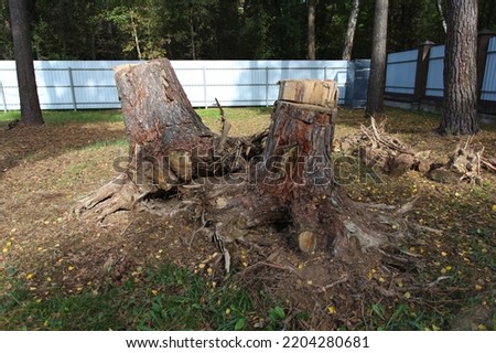 Uprooting of pine stumps in the garden. A stump with its roots torn out of the ground. Deleting a tree.