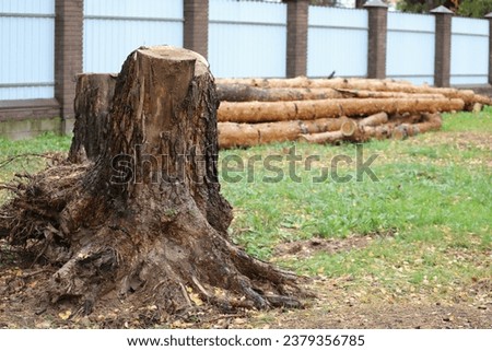 Uprooting of pine stumps in the garden. A stump with its roots torn out of the ground. Deleting a tree.
