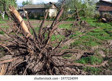 Uprooting Trees For Agricultural Land Use, Tree Removal, Development Of New Land Territories.