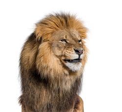 Upset Adult Male Lion Making A Funny Face, Isolated On White