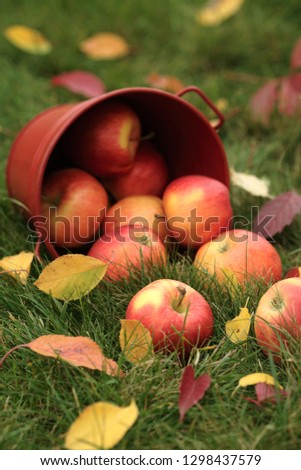 Upset bucket of ripe red apples falling on green grass
