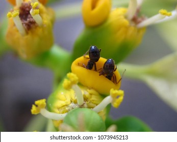 Upside Down Ants