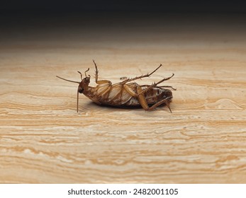Upside down cockroach on the tiled floor