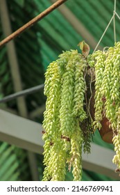 Upside Down Hanging Succulent Plant