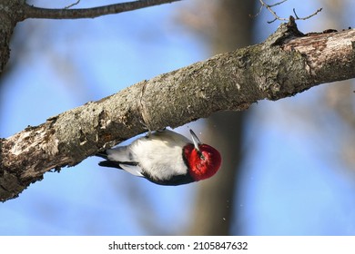 An Upside Down Red-headed Woodpecker, Pecking At A Tree Limb With Wood Chips Flying.