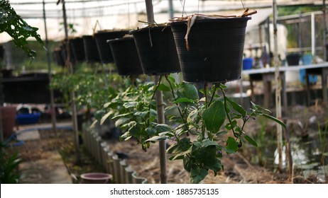 Upside Down Tomato Plants hanging from roof