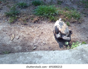 Upside Down Tortoise Struggling To Get Up Again