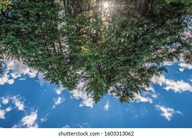 Upside down Tree on Blue Sky's - Powered by Shutterstock - Get 15% off with code: PIKWIZARD15