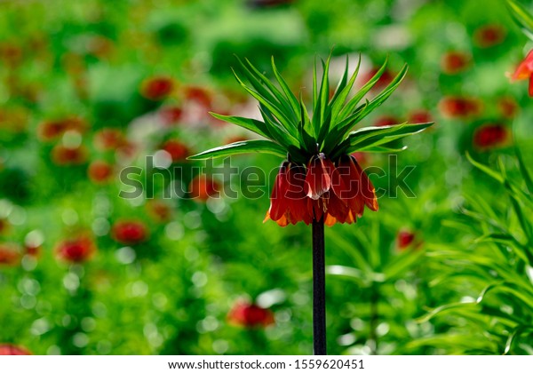 Flowers That Look Like Upside Down Tulips - Red Tulip ...