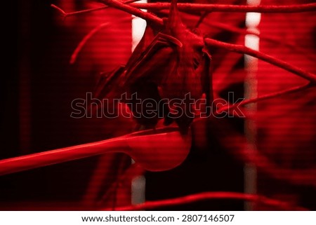 upside-down fruit bat clinging to branches and feeding from a suspended bowl inside a dim enclosure, bathed in intense red light; moody, high-contrast nocturnal scene with linear reflections