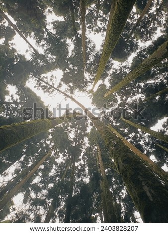 Upsidedown hillforest view reveals a sunlit sky behind tree crowns. Radiant sun casts warm glow through foliage, creating a tranquil scene of light and shadow. Immersive beauty under the leafy canopy.