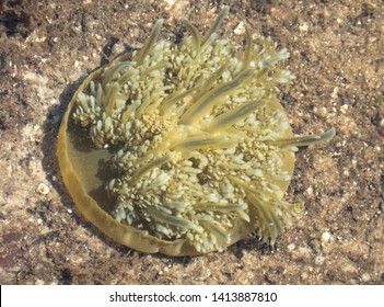 Upside-down Jellyfish Aka Cassiopeia, Sarasota Florida 