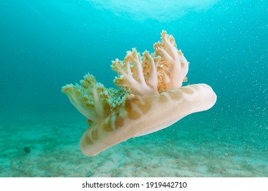 Upside-down jellyfish (Cassiopeia xamachana) Roatan, Honduras