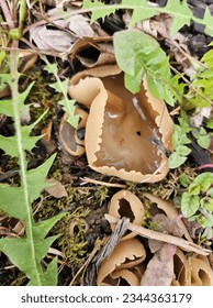 upsidedown Mushrooms in the spring