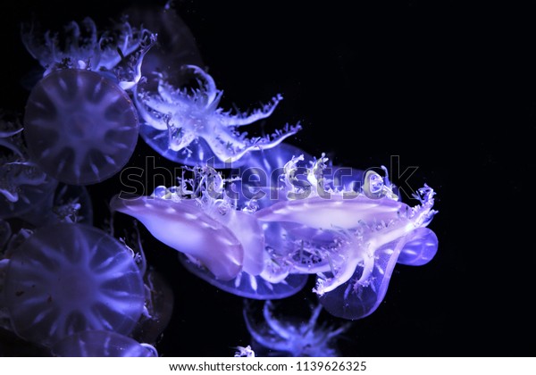 The\
upside-down (or mangrove) jellyfish, (Cassiopea xamachana) in\
marine aquarium. Cassiopea is seldom seen swimming, instead\
spending much of its time flipped upside\
down.