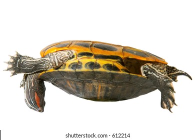 21 Red turtle upside down Images, Stock Photos & Vectors | Shutterstock