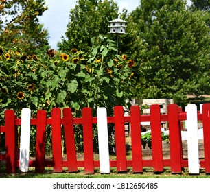 Uptown Community Garden, In Memphis, Tennessee, Grows A Stand Of Sunflowers.  Rustic Fence With Red And White Boards Surrounds Garden.