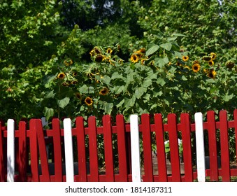 The Uptown Community Garden, In Memphis, Tennessee, Has Tall Stand Of Blooming Sunflowers.  Red And White, Wooden Fence Surrounds Garden.