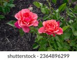Uptown Girl Grandiflora Rose in a garden. California, United States - June, 2023.  