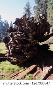 Upturned Redwood Tree Roots