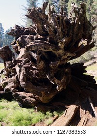 Upturned Redwood Tree Roots