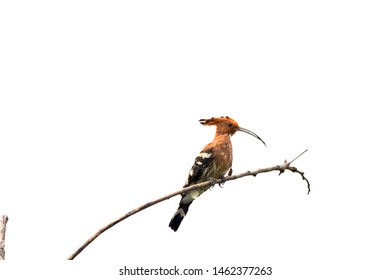 Upupidae On Tree Isolated On White Background.