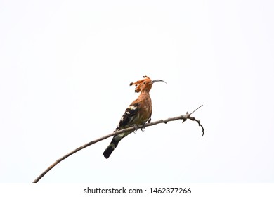 Upupidae On Tree Isolated On White Background.