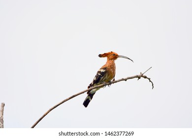 Upupidae On Tree Isolated On White Background.