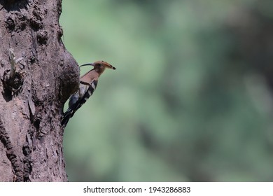 Upupidae - A Rare Birt In Thailand. Upupidae Is A Bird In Bucerotiformes. It Is Feeding Another Upupidae In The Tree