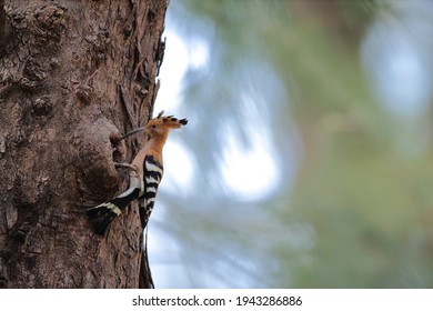 Upupidae - A Rare Birt In Thailand. Upupidae Is A Bird In Bucerotiformes. It Is Feeding Another Upupidae In The Tree