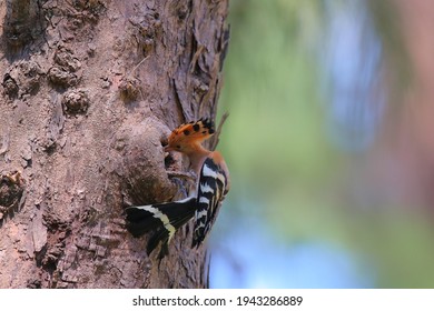 Upupidae - A Rare Birt In Thailand. Upupidae Is A Bird In Bucerotiformes. It Is Feeding Another Upupidae In The Tree