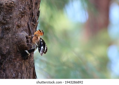 Upupidae - A Rare Birt In Thailand. Upupidae Is A Bird In Bucerotiformes. It Is Feeding Another Upupidae In The Tree