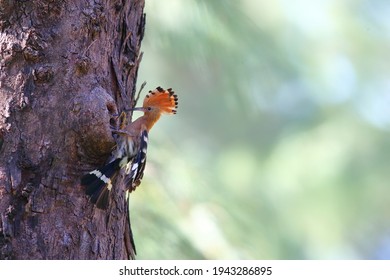 Upupidae - A Rare Birt In Thailand. Upupidae Is A Bird In Bucerotiformes. It Is Feeding Another Upupidae In The Tree