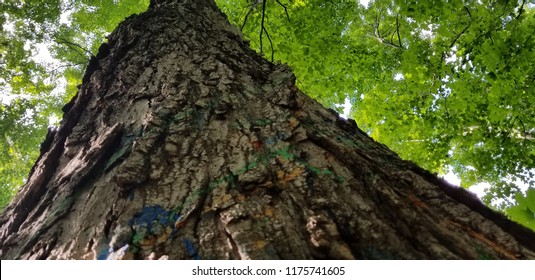 Upward facing close up of a tree trunk with a background of forest canopy.