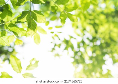 Upward glance to sun rays shines through forest trees. Scattered sunlight that filters through green elm leaves. Sunny summer nature background with sunshine radiant bokeh. Japanese Komorebi concept - Shutterstock ID 2174565725