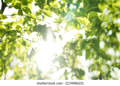 Upward glance to sun rays shines through forest trees. Scattered sunlight that filters through green elm leaves. Sunny summer nature background with sunshine radiant bokeh. Japanese Komorebi concept