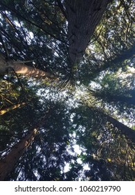 Upward Overhead View Of A Clear Blue Summer Sky Through Tall Woodland Forest Trees At Noble Woods Nature Park In Hillsboro, Oregon, United States