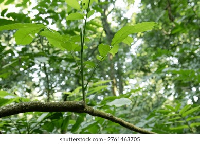 Upward perspective capturing slender sapling leaves above rough branch. Young tree shoot reaching skyward within luminous woodland backdrop. Fresh botanical ascent framed by soft bokeh and natural greenery