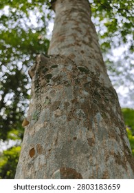Upward perspective of a massive tree trunk covered in pale green and gray lichen patches, stretching toward fresh green leaves.