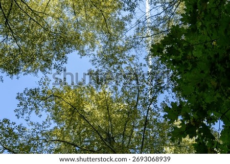 Upward perspective through dense forest canopy showcasing vibrant green and golden leaves against brilliant blue sky, marked by straight white airplane contrail.
