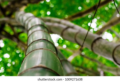 Upward single bamboo - Shutterstock ID 1009271638