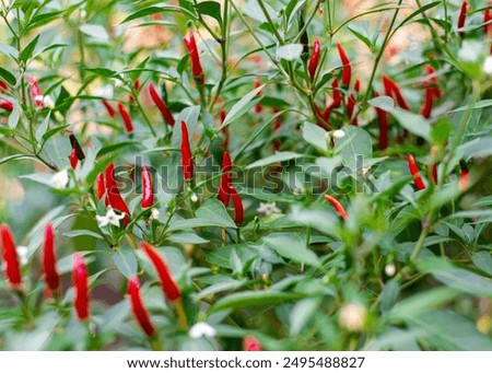 Image, Stock Photo chili planting agriculture