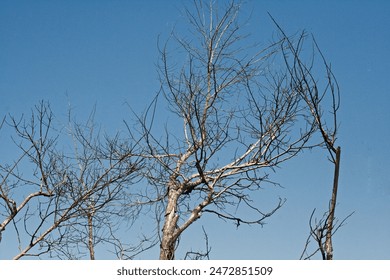 UPWARD VIEW OF BARE TREE BRANCHES IN WINTER AGAINST BLUE SKY - Powered by Shutterstock