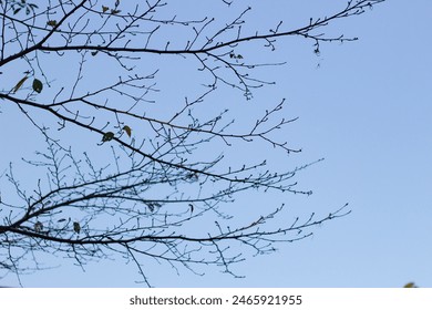 Upward view of cherry blossom branches with flower buds and blue sky. Wallpaper background - Powered by Shutterstock