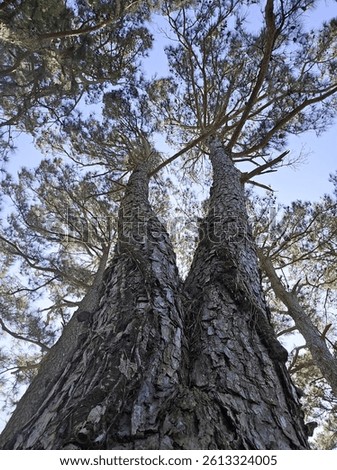 Upward view of conjoined trees